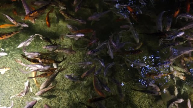 Exotic Deep See Fish In Aquarium.

