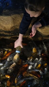 Close-up of a girl's hand feeding a group of hungry Japanese koi carp (Cyprinus carpio) using a bottle with a nipple. Child interacting with animals in an aquarium. Colorful fish (orange, golden, and 