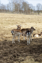 Naklejka premium Group of Fallow Deer in Outdoor Meadow