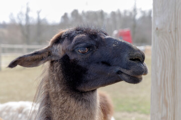 Fototapeta premium Majestic Llama at Countryside Farm