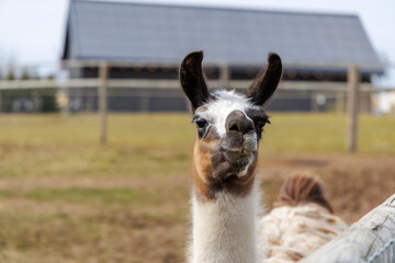 Fototapeta premium Portrait of a Curious Llama on a Rural Farmstead