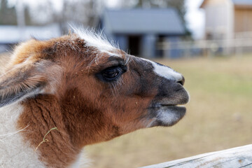 Fototapeta premium Side Profile of a Llama at a Countryside Ranch