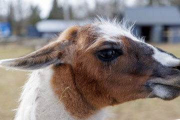 Fototapeta premium Close Up Side Profile of a Llama with Soft Fur