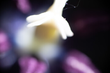 blüte stempel makro nah © fotorena.de