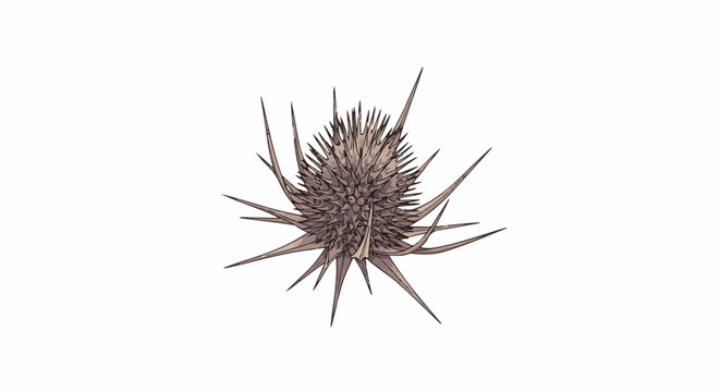 Intricate, spiky, brown, seed pod or burr, with sharp projections