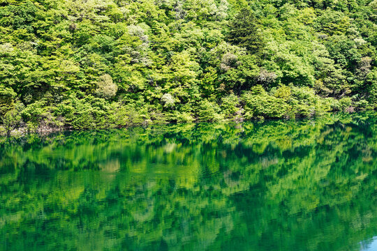 Fresh Green Forest Reflected on Calm Lake Water in Spring