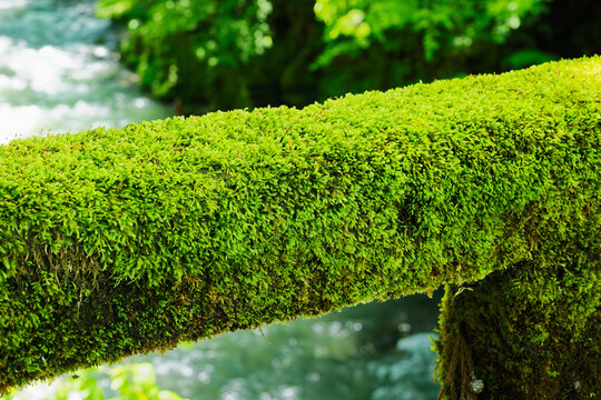 Close Up of Bright Green Moss Covered Railing Beside a Stream in Forest