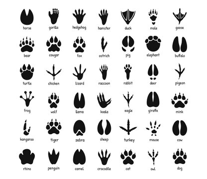 Animal footprints chart with black paw tracks and hoof silhouettes, labeled wildlife and farm animal track guide, vector illustration isolated on white background
