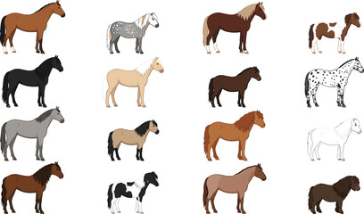 Obraz premium Horse breeds vector illustration set with realistic domestic equine animals in various colors and patterns, detailed collection isolated on light background