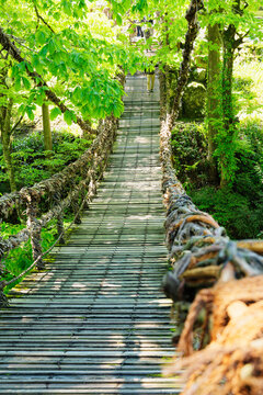 Wooden Suspension Bridge Through Fresh Green Forest with Walking Person in Spring