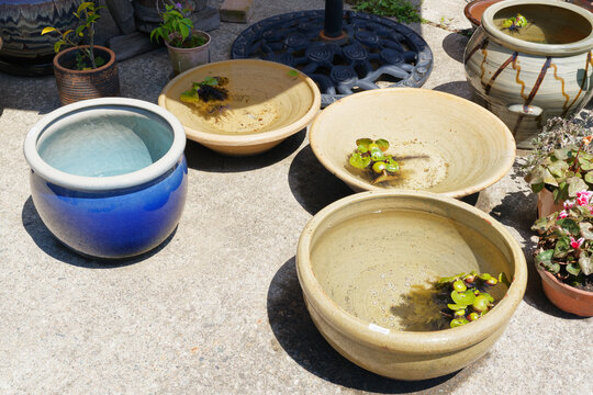 Ceramic Water Bowls with Aquatic Plants Displayed Outdoors in Sunlight