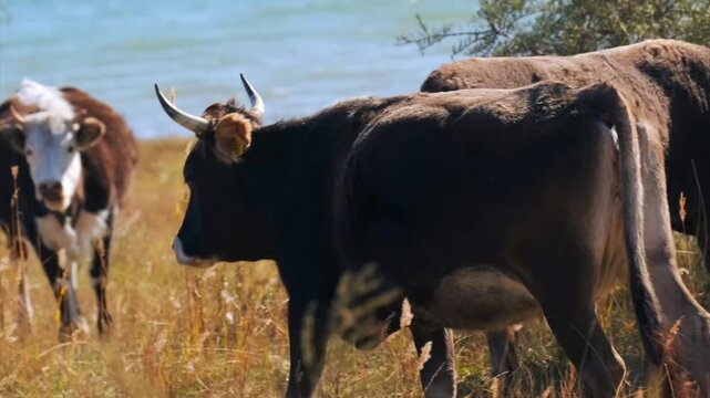 Cows grazing near lake shoreline medium shot, herd feeding on dry grass with water background, rural livestock farming scene, organic meat production concept, natural pasture environment
