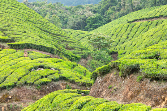 Tea plantation and forest of Munnar, South India, fields in Kerala, Nilgiri hills, agriculture landscape, Camellia Sansis plant