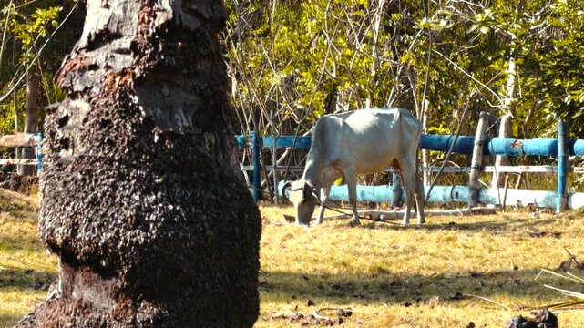 White water buffalo feeding on grass in fenced farmland with tree trunk in foreground during sunny day. &middot; 4K DCI 25fps