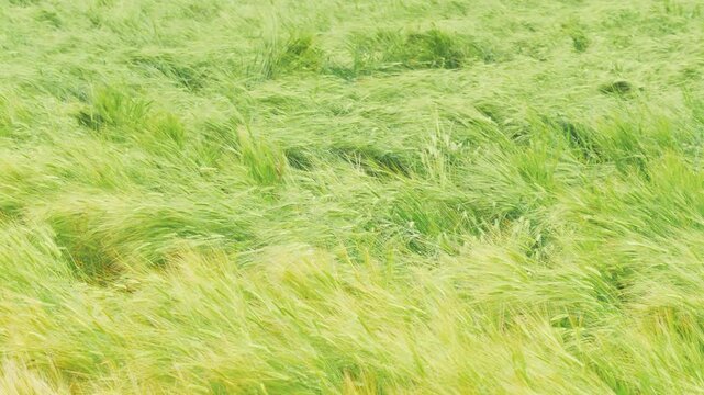 Young Wheat Field Swaying Gently in the Wind