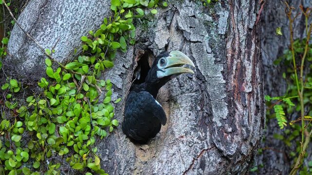The Juvenile Oriental Pied Hornbill Peered Out From its Nest Cavity Before Flying Away - Close Up
