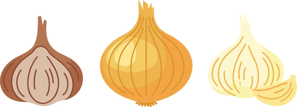 Three distinct alliums onion garlic and shallot with natural textures and layers on white background flat vector illustration