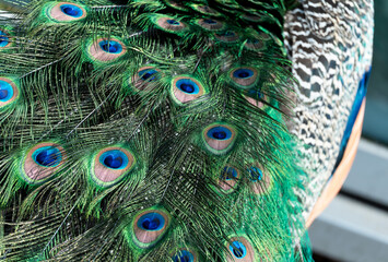 Peacock feather pattern, bright green - blue bird tail texture © artemstepanov