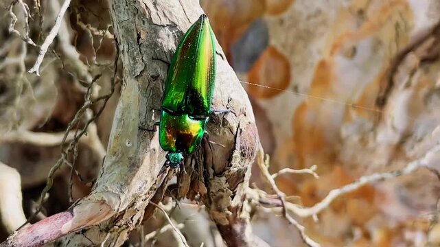 Macro video of a click beetle (Campsosternus auratus) slowly moving along thick, dry tree roots in its natural environment. The metallic green shell shimmers dramatically against the wood grain.