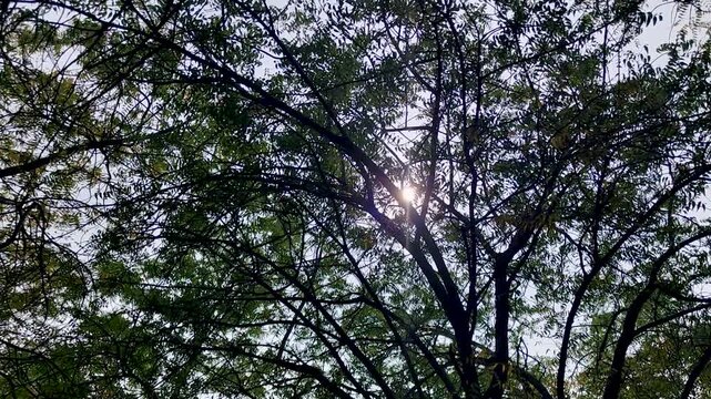 Upward view of sunlight filtering through leafy tree canopy creating soft rays. Ideal for wellness visuals, nature backgrounds, relaxation themes, and environmental storytelling.