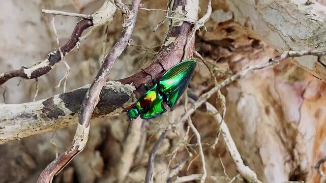 Macro video of a click beetle (Campsosternus auratus) with bright metallic coloration slowly descending through tangled tree roots in its natural habitat.