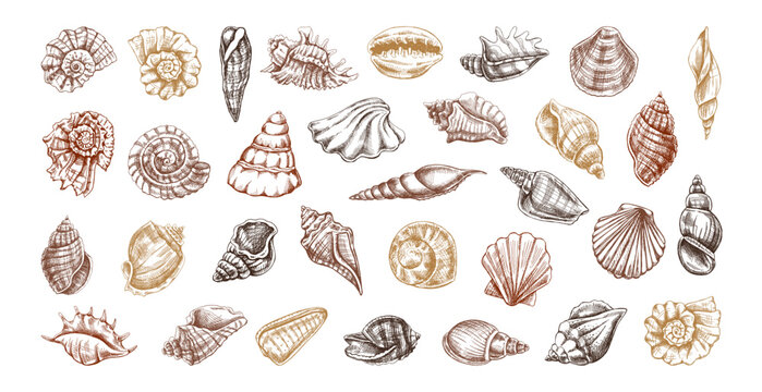 Hand drawn vintage colorful seashell collection with marine ocean elements engraved nautical vector illustration set design