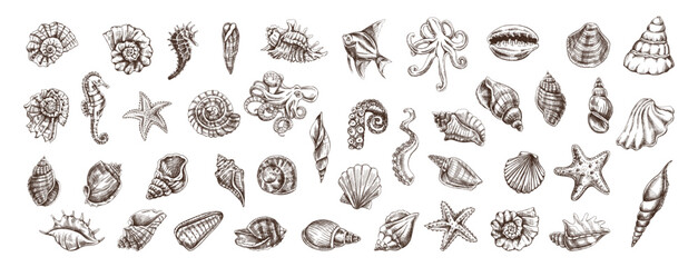 Hand drawn vintage ocean shell collection with starfish octopus seahorse and marine engraved vector illustration set © Mariia Mazaeva