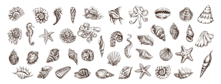Hand drawn vintage ocean shell collection with starfish octopus seahorse and marine engraved vector illustration set