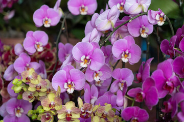 Obraz premium Pink phalaenopsis orchids blooming in natural light
