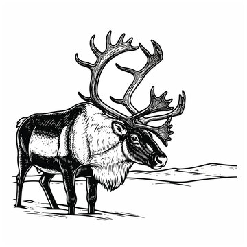 Large Reindeer with Impressive Antlers Profile.