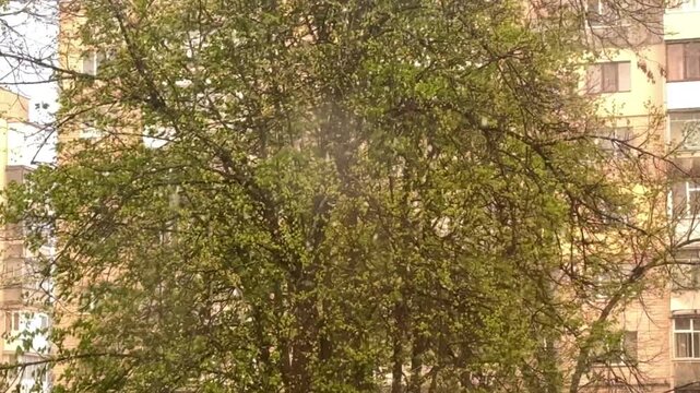 spring snowfall over green trees blooming season window view climate change concept. reflecting changing climate patterns and the importance of protecting the environment. 