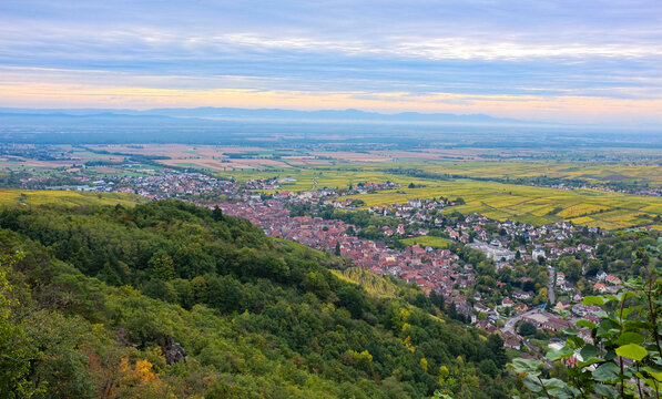 High angle panoramic view of Ribeauvill&eacute; town and Alsace valley in autumn. Scenic landscape with historic architecture, yellow vineyards and Voges mountains under a soft morning sky. France.
