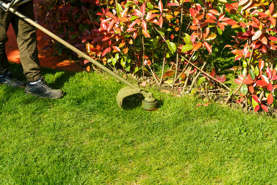 Gardener trimming lawn with grass trimmer near hedge in sunny backyard