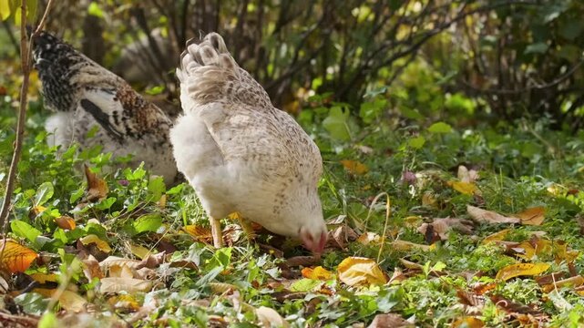marans chicken foraging side view on autumn ground in farm yard, pecking and searching through fallen leaves and grass, free range poultry behavior in rural environment with natural activity