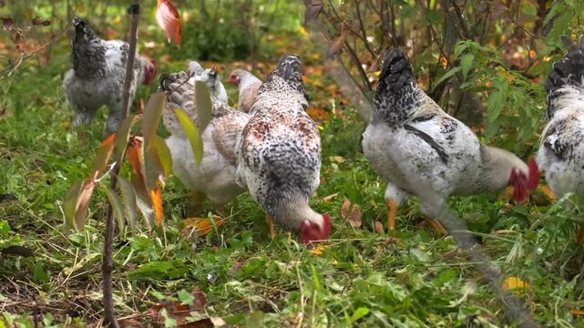chickens walking and foraging low angle view in farm grass, pecking and searching for food in group movement, free range poultry activity in rural outdoor environment