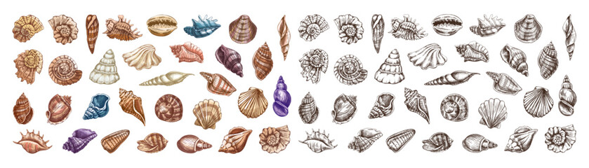 Hand drawn vintage seashell collection with colorful and monochrome marine ocean elements engraved vector illustration set © Mariia Mazaeva