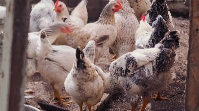 Chickens gathering and moving inside coop medium shot, crowded poultry flock interacting in farm pen near feeders, intensive farming environment and domestic bird management for food production