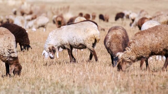 Sheep and rams grazing in open dry field, natural livestock feeding in rural pasture, herd spread across grassland with calm behavior and traditional farming scene in countryside environment