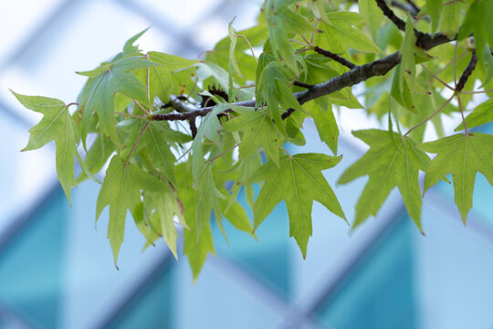 Leaves and branch create bokeh before an urban architecture building where greenery nature background and sustainable mood frame the view