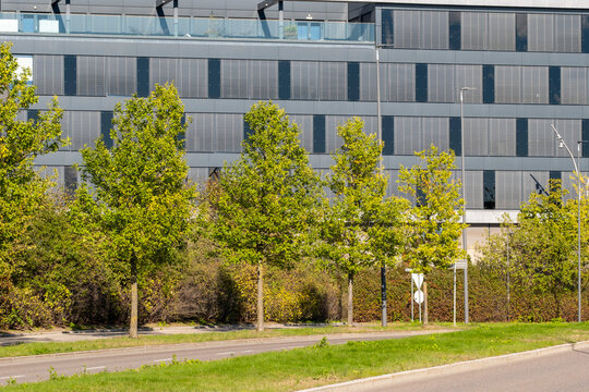 Trees and greenery soften an urban architecture building where modern office facade and nature shape a balanced streetscape environment