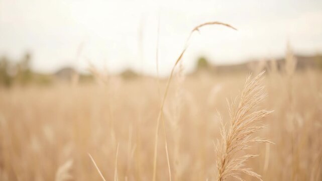 The depicts a dry field during the autumn season with tall brown grasses and plants against a cloudy sky.