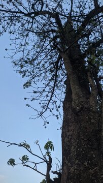 the silhouette of a kapok tree sprouting anew after autumn

