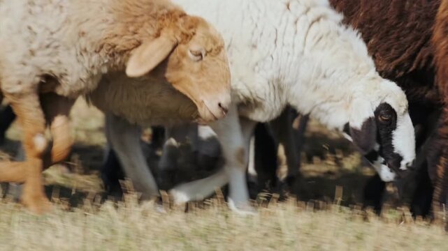 Group of sheep and rams feeding closely head to head in dry pasture, dense cluster behavior in livestock herd showing natural grazing patterns in rural agricultural landscape