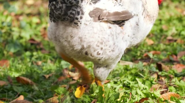 chicken pecking grass close-up side view on farm ground, actively feeding and searching for food, detailed poultry behavior in free range rural environment with natural outdoor activity