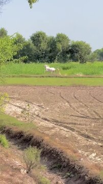 Beautiful White Stallion Running Free in Countryside Landscape.