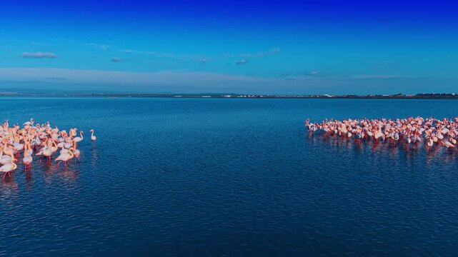 Flamingos in blue water sky. Many flamingos stand in shallow water while others are scattered across a large area. The setting is sunny and bright.