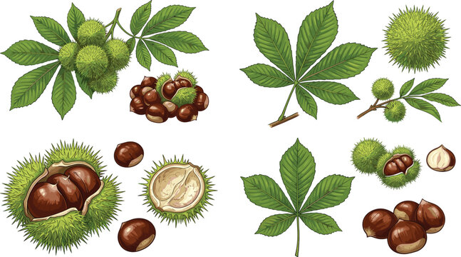 Horse Chestnut Tree Leaves Spiky Green Burrs and Brown Conkers Botanical Collection Set Isolated on White Background Detailed Vector Illustration