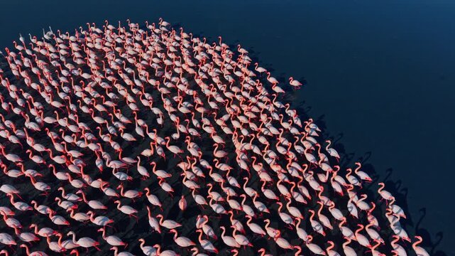 Flamingos gather by water. Many pink flamingos stand close together in shallow water. The sun shines on them, creating shadows on the surface.
