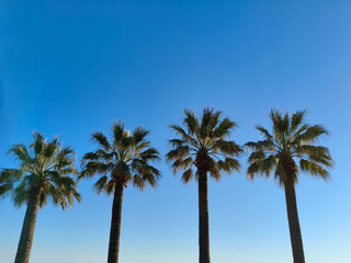 Fototapeta premium Four palm trees in a city against a blue sky