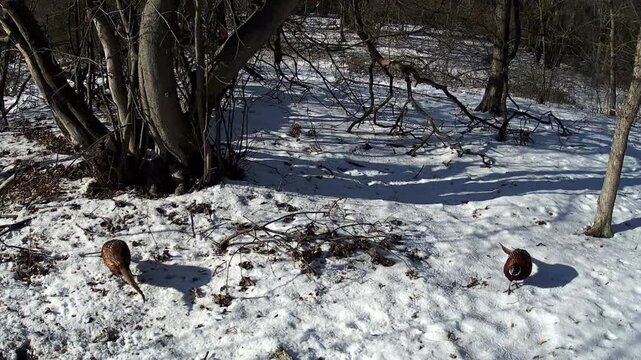 Wild pheasant walking through snowy forest in winter sunlight